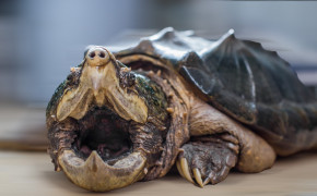 Alligator Snapping Turtle High Definition Wallpaper 73555