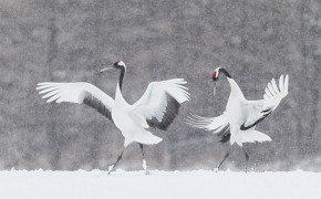 Red Crowned Crane Background Wallpaper 78345