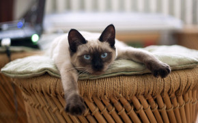 Siamese Cat Widescreen Wallpapers 79525