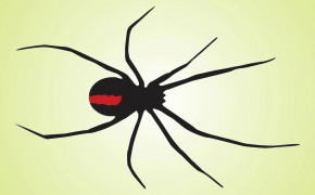 Redback Spider Wallpaper 78274