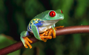 Tree Frog Background Wallpapers 80723