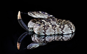 Rattlesnake HD Background Wallpaper 78111