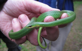 Smooth Green Snake Wallpaper 79628