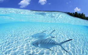 Clear Blue Water Fish Wallpaper 06497