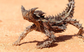 Thorny Devil HD Wallpapers 80557