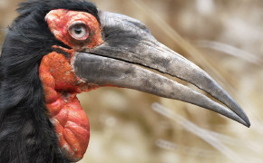 Southern Ground Hornbill Background Wallpapers 79717