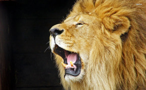 Roaring Lion Best Wallpaper 78550