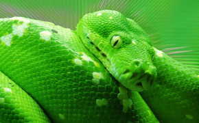 Smooth Green Snake Desktop HD Wallpaper 79620
