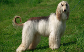 Afghan Hound Widescreen Wallpapers 73369