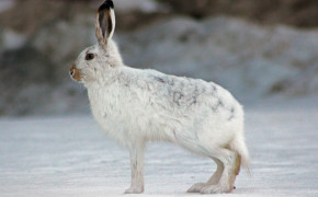 Arctic Hare HD Background Wallpaper 73934