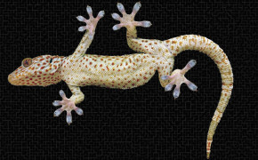 Tokay Gecko High Definition Wallpaper 80700