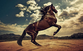Andalusian Horse Wallpapers Full HD 76034
