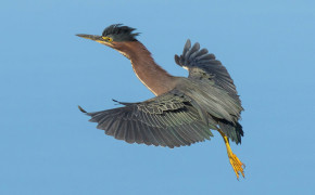 Green Heron Background HD Wallpapers 76268
