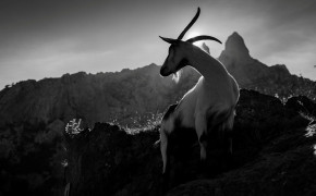 Mountain Goat Desktop HD Wallpaper 75262