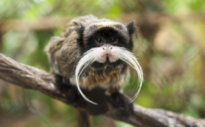 Tamarin Background HD Wallpapers 80368