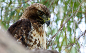 Red Tailed Hawk HD Wallpapers 78428