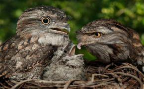 Tawny Frogmouth Background Wallpapers 80487