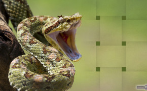 Viper Snake Wallpaper 1920x1080 81787