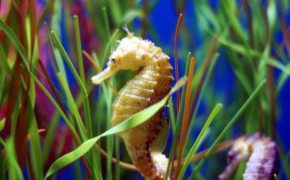 Seahorse Background Wallpaper 79183