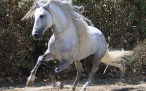 Andalusian Horse HQ Background Wallpaper 76031