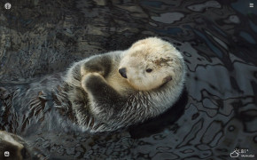Sea Otter Desktop Wallpaper 79104