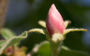 Rose Bud Widescreen Wallpapers 07250