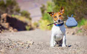 Jack Russell Terrier Wallpapers Full HD 77104