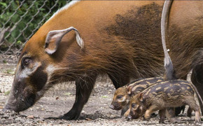 Red River Hog Widescreen Wallpapers 78227