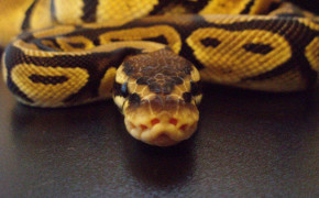 Python Snake Wallpaper 2287x1595 81571