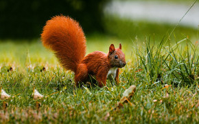 Red Squirrel Background HD Wallpapers 78228