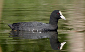 American Coot Background Wallpaper 73629