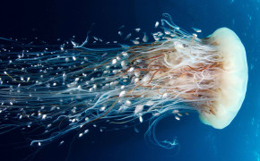 Jellyfish Desktop HD Wallpaper 77170