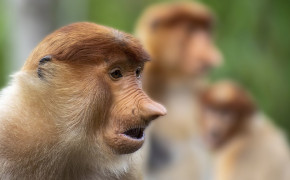 Proboscis Monkey Desktop Wallpaper 77838