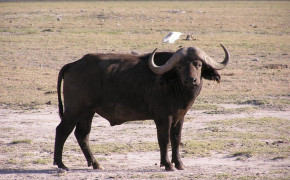 African Buffalo Background HD Wallpapers 73370