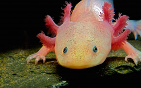 Axolotl HD Wallpaper 74109