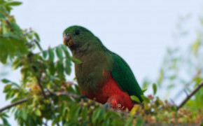 King Parrot HD Desktop Wallpaper 77366