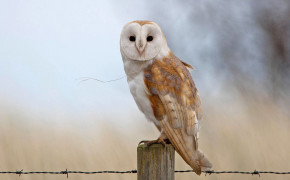 Barn Owl Wallpaper 74222