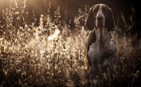 Pointer Dog Wallpapers Full HD 75530