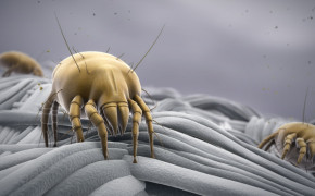 Mite HD Wallpapers 75106