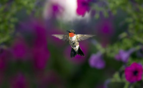 Purple Hummingbird HD Wallpaper 77925