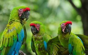 Military Macaw HD Background Wallpaper 75069