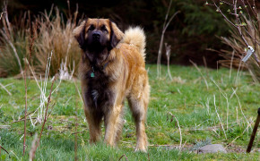 Leonberger Background HD Wallpapers 77636