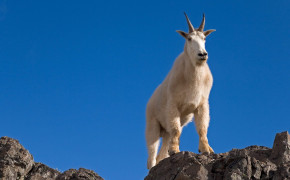 Mountain Goat Best HD Wallpaper 75260