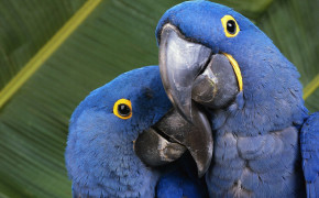 Hyacinth Macaw Wallpapers Full HD 76884