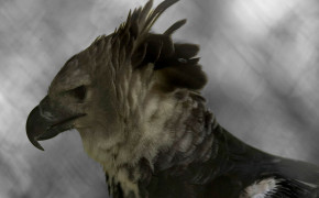 Harpy Eagle Background Wallpaper 76521