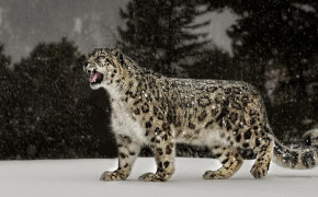 Snow Leopard Desktop Wallpaper 79686
