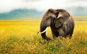 Asian Elephant Desktop HD Wallpaper 74023