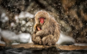 Japanese Macaque Widescreen Wallpapers 77146