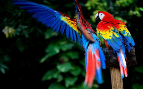 Macaw Background Wallpapers 74661