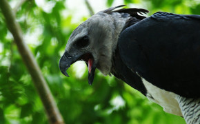 Harpy Eagle Widescreen Wallpapers 76536